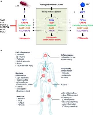 The PANoptosome: A Deadly Protein Complex Driving Pyroptosis, Apoptosis, and Necroptosis (PANoptosis)